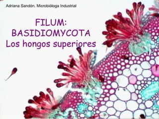 FILUM:
BASIDIOMYCOTA
Los hongos superiores
Adriana Sandón. Microbióloga Industrial
 