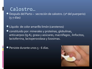 Calostro…
Después del Parto – secreción de calostro. (2º del puerperio)
(5-7 días)
Líquido de color amarillo limón (carotenos)
constituido por: minerales y proteínas, globulinas,
anticuerpos (Ig A), grasa y azúcares, macrófagos , linfocitos,
lactoferrina, lactoperoxidasa y lizosimas.
Persiste durante unos 5 - 6 días.
 