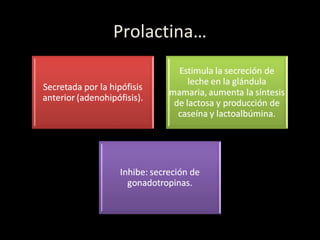 Prolactina…
 