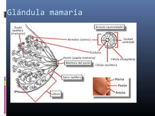 Glándula mamaria
 