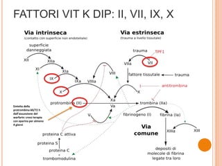 FATTORI VIT K DIP: II, VII, IX, X
Emivita della
protrombina 60/72 h
dall’assunzione del
warfarin: cross terapia
con eparina per almeno
4 giorni
 