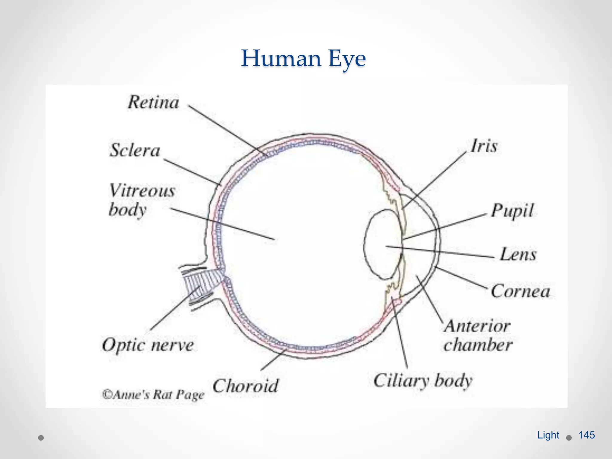 Human Eye
Light 145
 
