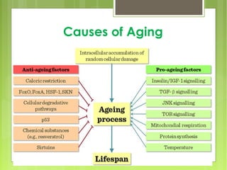Causes of Aging
 