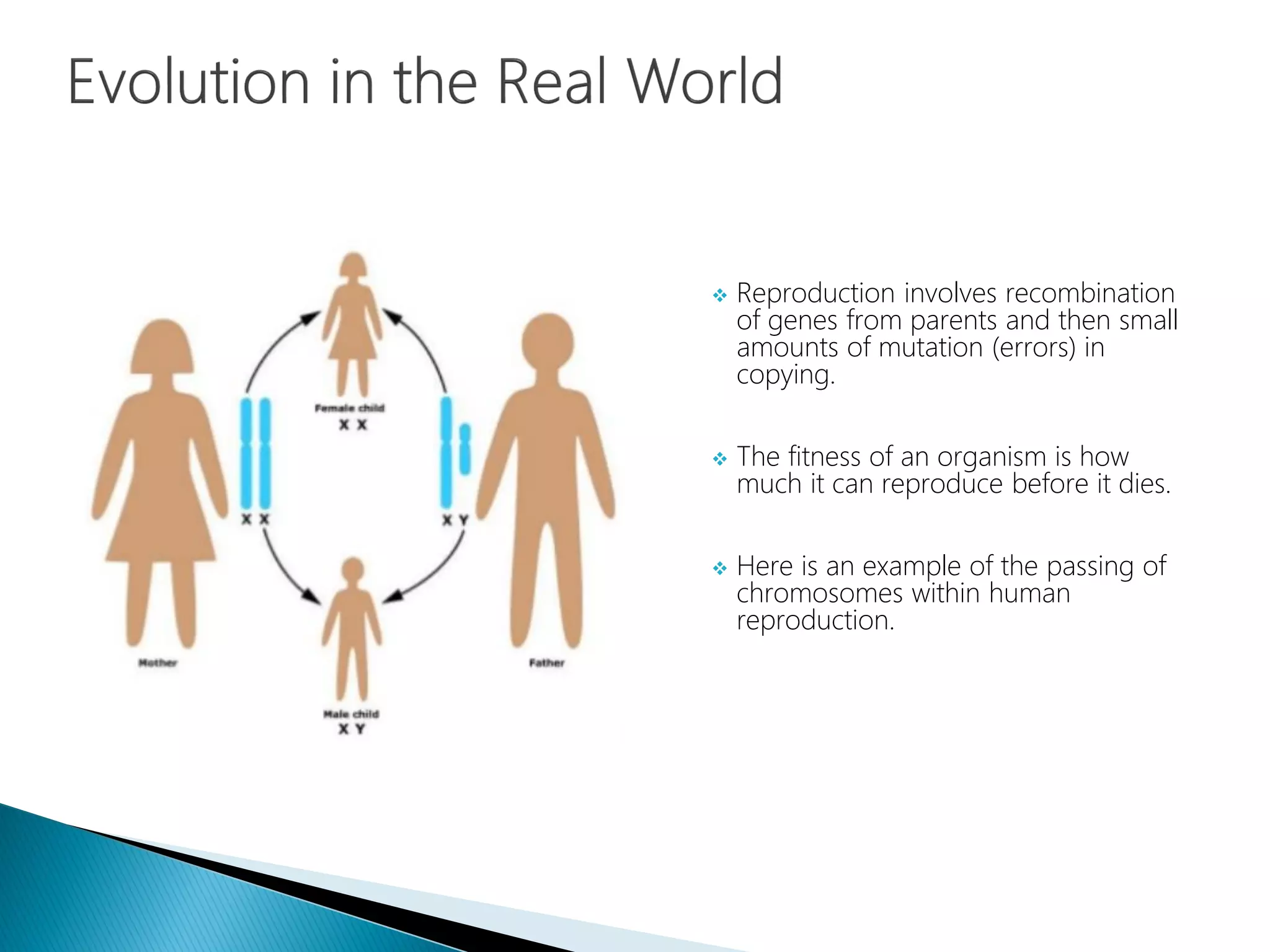  Reproduction involves recombination
of genes from parents and then small
amounts of mutation (errors) in
copying.
 The fitness of an organism is how
much it can reproduce before it dies.
 Here is an example of the passing of
chromosomes within human
reproduction.
 