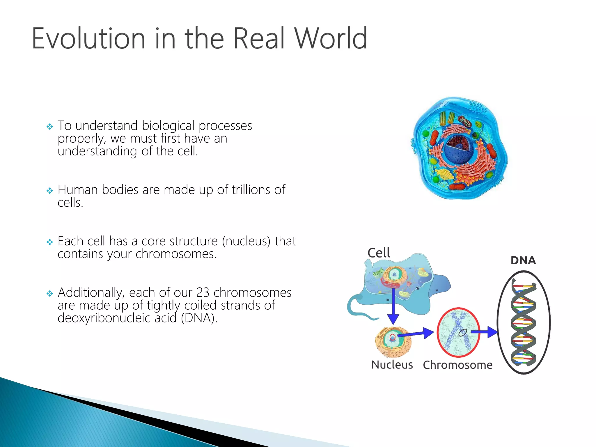  To understand biological processes
properly, we must first have an
understanding of the cell.
 Human bodies are made up of trillions of
cells.
 Each cell has a core structure (nucleus) that
contains your chromosomes.
 Additionally, each of our 23 chromosomes
are made up of tightly coiled strands of
deoxyribonucleic acid (DNA).
 