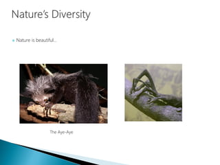  Nature is beautiful…
The Aye-Aye
 