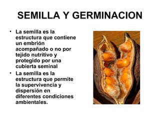 SEMILLA Y GERMINACION
• La semilla es la
estructura que contiene
un embrión
acompañado o no por
tejido nutritivo y
protegido por una
cubierta seminal
• La semilla es la
estructura que permite
la supervivencia y
dispersión en
diferentes condiciones
ambientales.
 