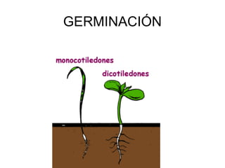 14.semilla y germinacion