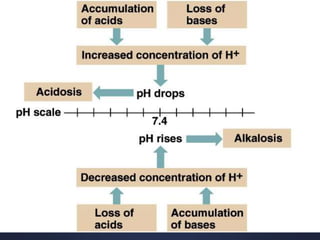Ppo2 Acid Base Balance Acid Base Balance | PPSX