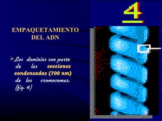 EMPAQUETAMIENTO
DEL ADN
Los dominios son parte
de las secciones
condensadas (700 nm)
de los cromosomas.
(fig. 4)
13
 