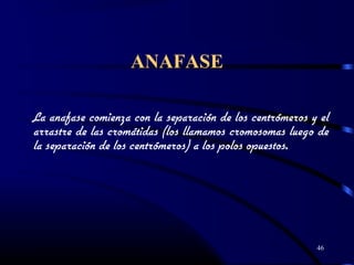 ANAFASE
La anafase comienza con la separación de los centrómeros y el
arrastre de las cromátidas (los llamamos cromosomas luego de
la separación de los centrómeros) a los polos opuestos.
46
 