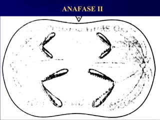 ANAFASE II
74
 