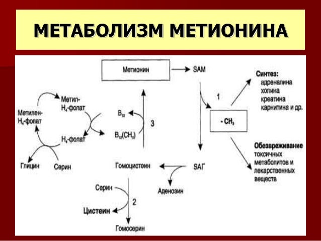 схема метаболизма. схема метаболизма. общая схема метаболизма аминокислот. обмен веществ у человека схема. основные пути обмена веществ схема.