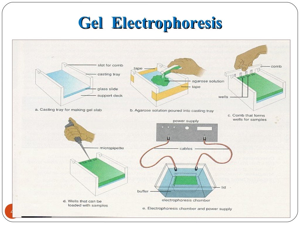 Gel electrophoresis