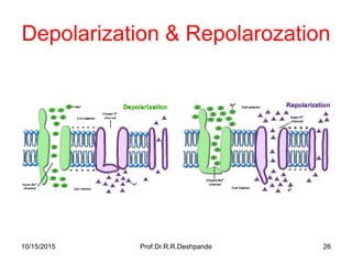Depolarization & Repolarozation
10/15/2015 Prof.Dr.R.R.Deshpande 26
 