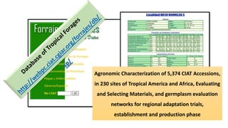Information and communications technologies for agricultural research and development