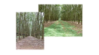 Information and communications technologies for agricultural research and development