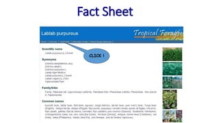 Information and communications technologies for agricultural research and development