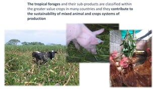 Information and communications technologies for agricultural research and development