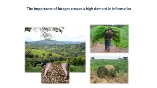 Information and communications technologies for agricultural research and development