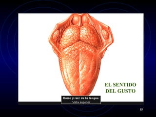 EL SENTIDO
DEL GUSTO
15
 
