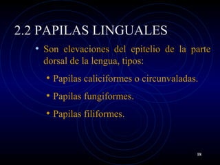 2.2 PAPILAS LINGUALES
• Son elevaciones del epitelio de la parte
dorsal de la lengua, tipos:
• Papilas caliciformes o circunvaladas.
• Papilas fungiformes.
• Papilas filiformes.
18
 