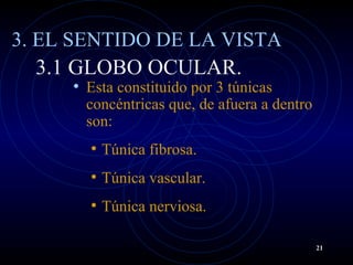 3.1 GLOBO OCULAR.
• Esta constituido por 3 túnicas
concéntricas que, de afuera a dentro
son:
• Túnica fibrosa.
• Túnica vascular.
• Túnica nerviosa.
3. EL SENTIDO DE LA VISTA
21
 