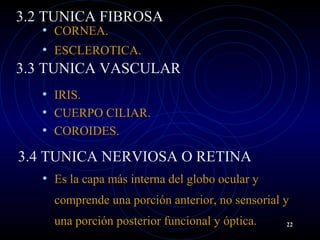 3.2 TUNICA FIBROSA
• CORNEA.
• ESCLEROTICA.
3.3 TUNICA VASCULAR
• IRIS.
• CUERPO CILIAR.
• COROIDES.
3.4 TUNICA NERVIOSA O RETINA
• Es la capa más interna del globo ocular y
comprende una porción anterior, no sensorial y
una porción posterior funcional y óptica. 22
 