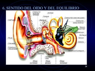 6. SENTIDO DEL OIDO Y DEL EQUILIBRIO
28
 