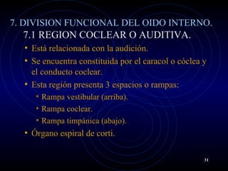 7. DIVISION FUNCIONAL DEL OIDO INTERNO.
7.1 REGION COCLEAR O AUDITIVA.
• Está relacionada con la audición.
• Se encuentra constituida por el caracol o cóclea y
el conducto coclear.
• Esta región presenta 3 espacios o rampas:
• Rampa vestibular (arriba).
• Rampa coclear.
• Rampa timpánica (abajo).
• Órgano espiral de corti.
31
 