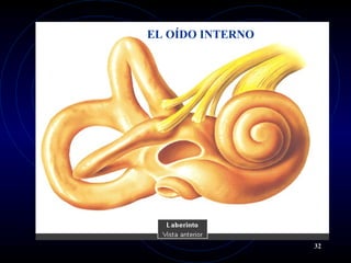 EL OÍDO INTERNO
32
 