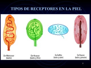 TIPOS DE RECEPTORES EN LA PIEL
7
 