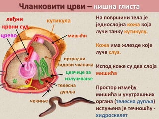 Чланковити црви – кишна глиста
прградни
зидови чланака
цевчице за
излучивање
црево
леђни
крвни суд
кутикула
телесна
дупља
На површини тела је
једнослојна кожа која
лучи танку кутикулу.
Кожа има жлезде које
луче слуз.
чекиње
мишићи
Испод коже су два слоја
мишића
Простор између
мишића и унутрашњих
органа (телесна дупља)
испуњена је течношћу -
хидроскелет
 