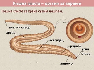 Кишна глиста – органи за варење
Кишне глисте се хране сувим лишћем.
усни
отвор
ждрело
једњак
желудац
црево
анални отвор
 