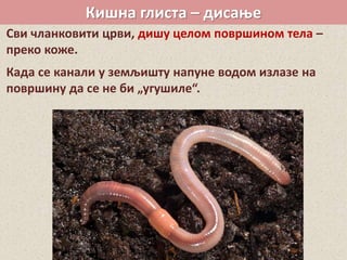 Кишна глиста – дисање
Сви чланковити црви, дишу целом површином тела –
преко коже.
Када се канали у земљишту напуне водом излазе на
површину да се не би „угушиле“.
 