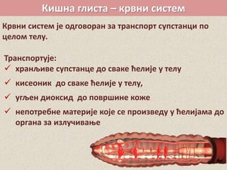 Кишна глиста – крвни систем
Транспортује:
 хранљиве супстанце до сваке ћелије у телу
 кисеоник до сваке ћелије у телу,
 угљен диоксид до површине коже
 непотребне материје које се произведу у ћелијама до
органа за излучивање
Крвни систем је одговоран за транспорт супстанци по
целом телу.
 