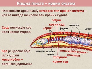Кишна глиста – крвни систем
Чланковити црви имају затворен тип крвног система –
крв се никада не креће ван крвних судова.
„срце“
леђни
крвни суд
једњак
желудац
ждрело телесна
дупља
трбушни
крвни суд
цревоСрце потискује крв
кроз крвне судове.
Крв је црвене боје
јер садржи
хемоглобин –
органско једињење
 