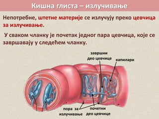 Кишна глиста – излучивање
Непотребне, штетне материје се излучују преко цевчица
за излучивање.
У сваком чланку је почетак једног пара цевчица, које се
завршавају у следећем чланку.
почетни
део цевчице
пора за
излучивање
завршни
део цевчице капилари
 