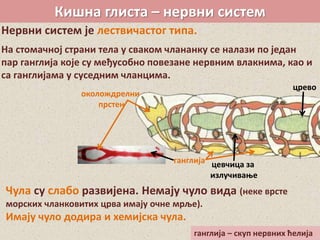 Кишна глиста – нервни систем
Нервни систем је лествичастог типа.
На стомачној страни тела у сваком члананку се налази по један
пар ганглија које су међусобно повезане нервним влакнима, као и
са ганглијама у суседним чланцима.
околождрелни
прстен
ганглија
црево
цевчица за
излучивање
Чула су слабо развијена. Немају чуло вида (неке врсте
морских чланковитих црва имају очне мрље).
Имају чуло додира и хемијска чула.
ганглија – скуп нервних ћелија
 
