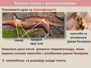 Кишна глиста – размножавање
Чланковити црви су хермафродити
предњи
крај тела
самар
Неколико дана после размене сперматозоида, свака
јединка полаже пакетиће с оплођеним јајним ћелијама.
У пакетићима се развијају младе глисте.
пакетићи са
оплођеним
јајним ћелијама
 