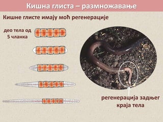 Кишна глиста – размножавање
Кишне глисте имају моћ регенерације
регенерација задњег
краја тела
део тела од
5 чланка
 