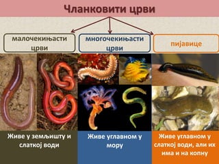 Чланковити црви
пијавице
малочекињасти
црви
Живе у земљишту и
слаткој води
многочекињасти
црви
Живе углавном у
мору
Живе углавном у
слаткој води, али их
има и на копну
 
