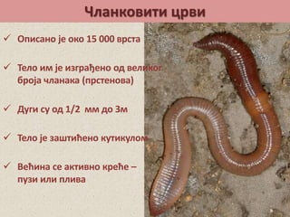 Чланковити црви
 Описано је око 15 000 врста
 Тело им је изграђено од великог
броја чланака (прстенова)
 Већина се активно креће –
пузи или плива
 Дуги су од 1/2 мм до 3м
 Тело је заштићено кутикулом
 