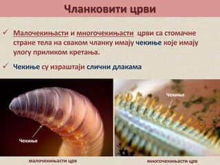 Чланковити црви
 Малочекињасти и многочекињасти црви са стомачне
стране тела на сваком чланку имају чекиње које имају
улогу приликом кретања.
 Чекиње су израштаји слични длакама
малочекињасти црв многочекињасти црв
Чекиње
Чекиње
 