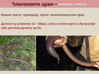 Чланковити црви – кишна глиста
Кишне глисте припадају групи малочекињастих црва
Дугачке су углавном 12 – 30цм, а има и неких врста у Аустралији
које достижу дужину од 3м
 