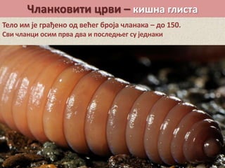 Чланковити црви – кишна глиста
Тело им је грађено од већег броја чланака – до 150.
Сви чланци осим прва два и последњег су једнаки
 