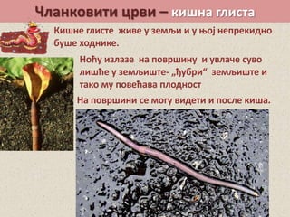 Чланковити црви – кишна глиста
Кишне глисте живе у земљи и у њој непрекидно
буше ходнике.
Ноћу излазе на површину и увлаче суво
лишће у земљиште- „ђубри“ земљиште и
тако му повећава плодност
На површини се могу видети и после киша.
 