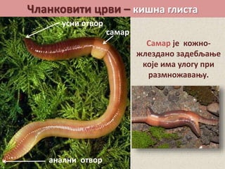 Чланковити црви – кишна глиста
Самар је кожно-
жлездано задебљање
које има улогу при
размножавању.
усни отвор
анални отвор
самар
 