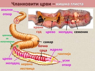 Чланковити црви – кишна глиста
анални
отвор
самар
цевчице
за
излучивање
црево
желудац нервна
лествица
усни
отвор
ждрело
ганглија
бочна
срца
црево желудац
крвни
суд семеник
 