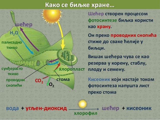 Появление фотосинтеза привело к